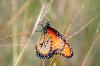 <img100*0:stuff/z/73640/monarchs/i1259730450_13.jpg>