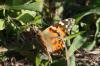 <img100*0:stuff/z/73640/monarchs/i1259730450_14.jpg>
