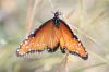 <img100*0:stuff/z/73640/monarchs/i1259730450_15.jpg>