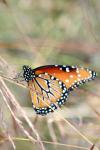 <img100*0:stuff/z/73640/monarchs/i1259730450_16.jpg>