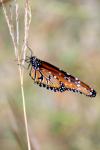 <img100*0:stuff/z/73640/monarchs/i1259730450_17.jpg>