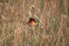 <img100*0:stuff/z/73640/monarchs/i1259730450_18.jpg>