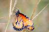 <img100*0:stuff/z/73640/monarchs/i1259730450_19.jpg>