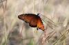 <img100*0:stuff/z/73640/monarchs/i1259730450_20.jpg>