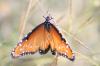 <img100*0:stuff/z/73640/monarchs/i1259730450_21.jpg>