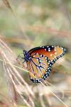 <img100*0:stuff/z/73640/monarchs/i1259730451_22.jpg>