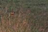 <img100*0:stuff/z/73640/monarchs/i1259730451_23.jpg>