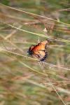 <img100*0:stuff/z/73640/monarchs/i1259730451_24.jpg>