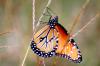 <img100*0:stuff/z/73640/monarchs/i1259730451_25.jpg>