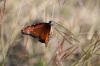 <img100*0:stuff/z/73640/monarchs/i1259730451_26.jpg>