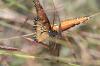 <img100*0:stuff/z/73640/monarchs/i1259730451_27.jpg>