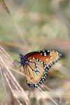 <img100*0:stuff/z/73640/monarchs/i1259730451_28.jpg>