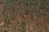 <img100*0:stuff/z/73640/monarchs/i1259730451_29.jpg>