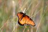 <img100*0:stuff/z/73640/monarchs/i1259730451_30.jpg>