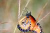 <img100*0:stuff/z/73640/monarchs/i1259730452_31.jpg>
