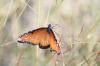 <img100*0:stuff/z/73640/monarchs/i1259730452_32.jpg>