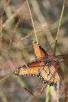 <img100*0:stuff/z/73640/monarchs/i1259730452_33.jpg>