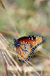 <img100*0:stuff/z/73640/monarchs/i1259730452_34.jpg>
