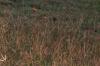 <img100*0:stuff/z/73640/monarchs/i1259730452_35.jpg>