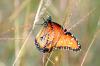 <img100*0:stuff/z/73640/monarchs/i1259730452_36.jpg>