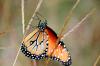 <img100*0:stuff/z/73640/monarchs/i1259730452_37.jpg>