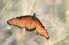 <img100*0:stuff/z/73640/monarchs/i1259730452_38.jpg>
