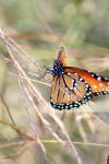 <img100*0:stuff/z/73640/monarchs/i1259730453_39.jpg>