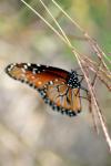 <img100*0:stuff/z/73640/monarchs/i1259730453_40.jpg>