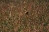 <img100*0:stuff/z/73640/monarchs/i1259730453_41.jpg>