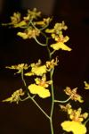 <img100*0:stuff/z/73640/orchids.1/i1262273417_1.jpg>