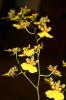 Orchids.1