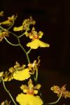 <img100*0:stuff/z/73640/orchids.1/i1262273417_2.jpg>