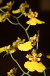 <img100*0:stuff/z/73640/orchids.1/i1262273417_3.jpg>