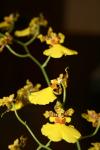 <img100*0:stuff/z/73640/orchids.1/i1262273417_4.jpg>