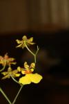 <img100*0:stuff/z/73640/orchids.1/i1262273417_5.jpg>