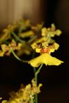 <img100*0:stuff/z/73640/orchids.1/i1262273417_6.jpg>