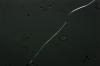 <img100*0:stuff/z/73640/rainwater%2520reference.2/i1277861913_8.jpg>