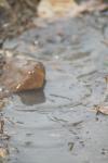 <img100*0:stuff/z/73640/rainwater%2520reference/i1258055784_2.jpg>