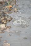 <img100*0:stuff/z/73640/rainwater%2520reference/i1258055784_4.jpg>