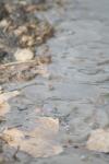 <img100*0:stuff/z/73640/rainwater%2520reference/i1258055784_6.jpg>