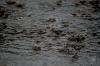<img100*0:stuff/z/73640/rainwater%2520reference/i1265225091_1.jpg>