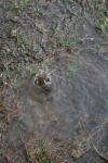 <img100*0:stuff/z/73640/rainwater%2520reference/i1267498562_5.jpg>