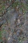 <img100*0:stuff/z/73640/rainwater%2520reference/i1267498566_10.jpg>