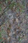 <img100*0:stuff/z/73640/rainwater%2520reference/i1267498569_14.jpg>