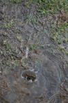<img100*0:stuff/z/73640/rainwater%2520reference/i1267498571_16.jpg>