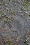 <img100*0:stuff/z/73640/rainwater%2520reference/i1267498574_19.jpg>