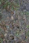 <img100*0:stuff/z/73640/rainwater%2520reference/i1267498574_20.jpg>