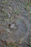 <img100*0:stuff/z/73640/rainwater%2520reference/i1267498576_22.jpg>