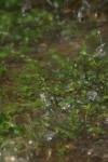 <img100*0:stuff/z/73640/rainwater%2520reference/i1275877947_12.jpg>