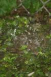 <img100*0:stuff/z/73640/rainwater%2520reference/i1275877947_16.jpg>